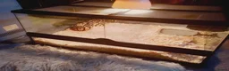 Python Snake reptiles for sale: BALL PYTHON SNAKE - Advert 1