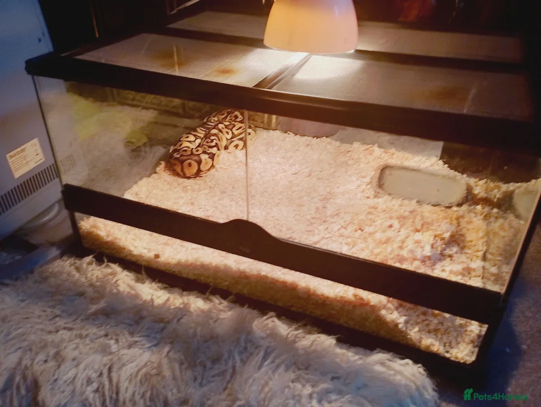 Python Snake reptiles for sale: BALL PYTHON SNAKE - Advert 1