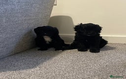 Cavapoo dogs for sale: BEAUTIFUL Toy Cavapoos! - Image 10
