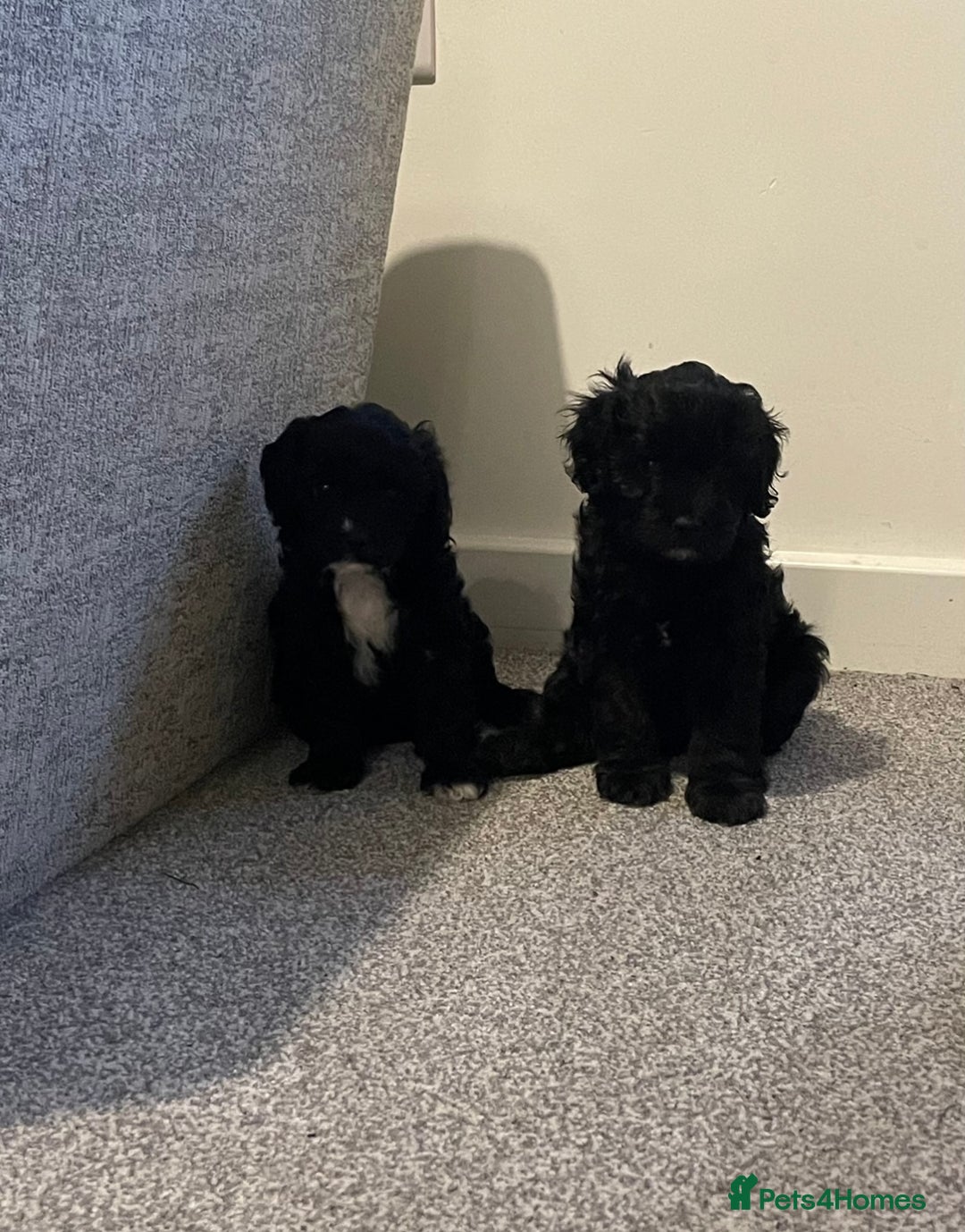 Cavapoo dogs for sale: BEAUTIFUL Toy Cavapoos! - Image 10
