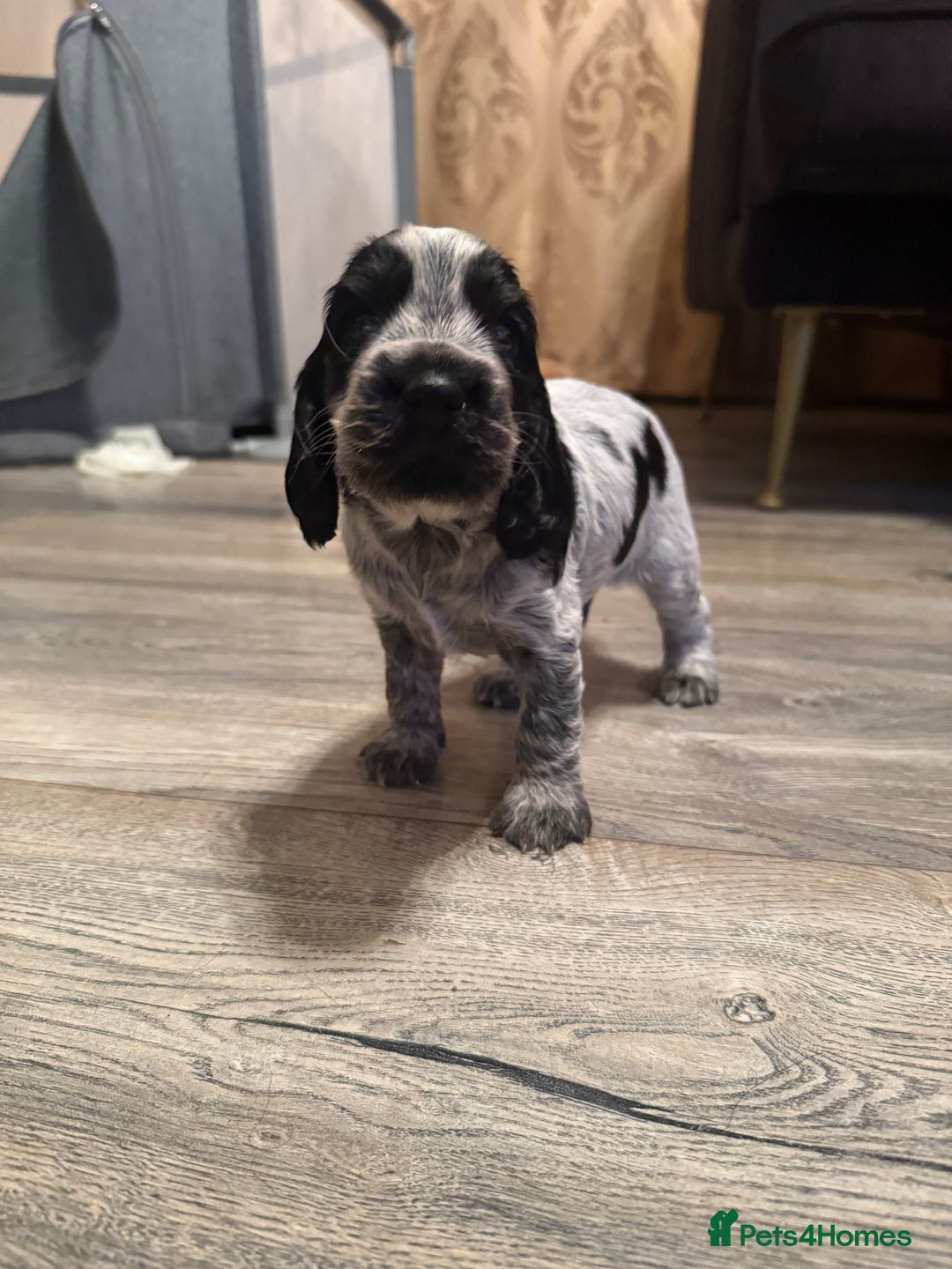 Cocker Spaniel dogs for sale: F1 , 3 pups left  - Image 7