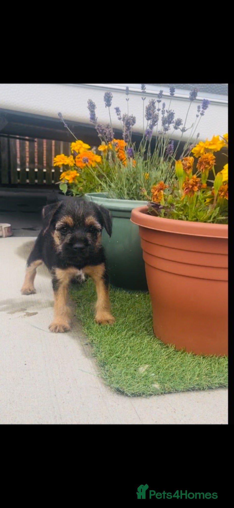 Border Terrier dogs Border Terrier puppies - Advert 1