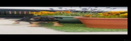 Border Terrier dogs for sale: Border Terrier puppies - Advert 1
