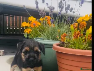 Border Terrier dogs Border Terrier puppies - Advert 17