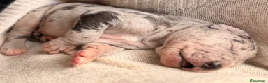 Great Dane Puppy 2 (RESERVED)