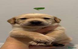 Labrador Retriever dogs for sale: Beautiful fox red puppies  - Image 21