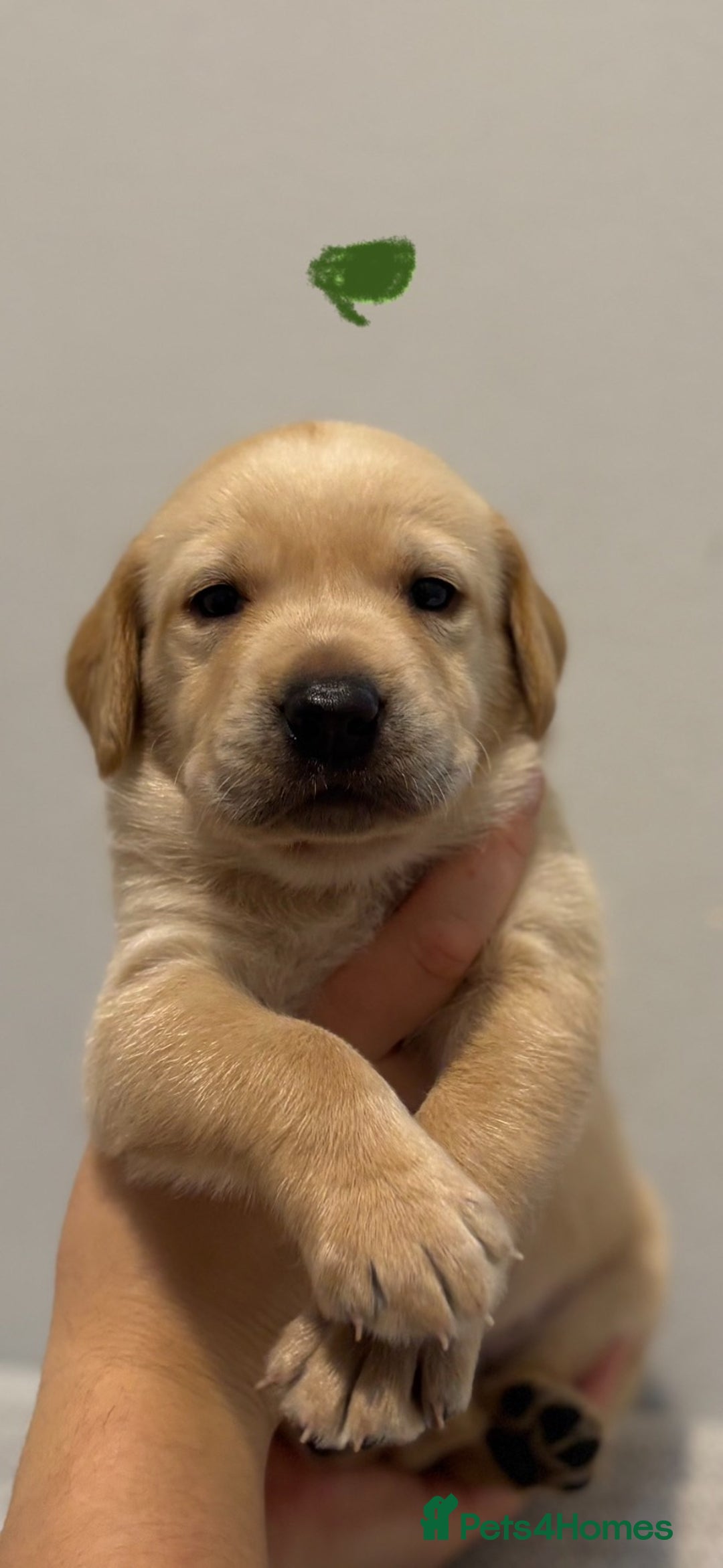 Labrador Retriever dogs for sale: Beautiful fox red puppies  - Image 21