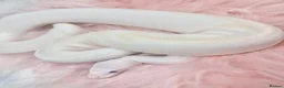 Python Snake reptiles for sale: Stunning white Royal Ball Python female  - Advert 8