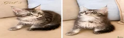 Maine Coon cats for sale:     Stunning TICA Registered Maine Coon Kittens - Advert 5
