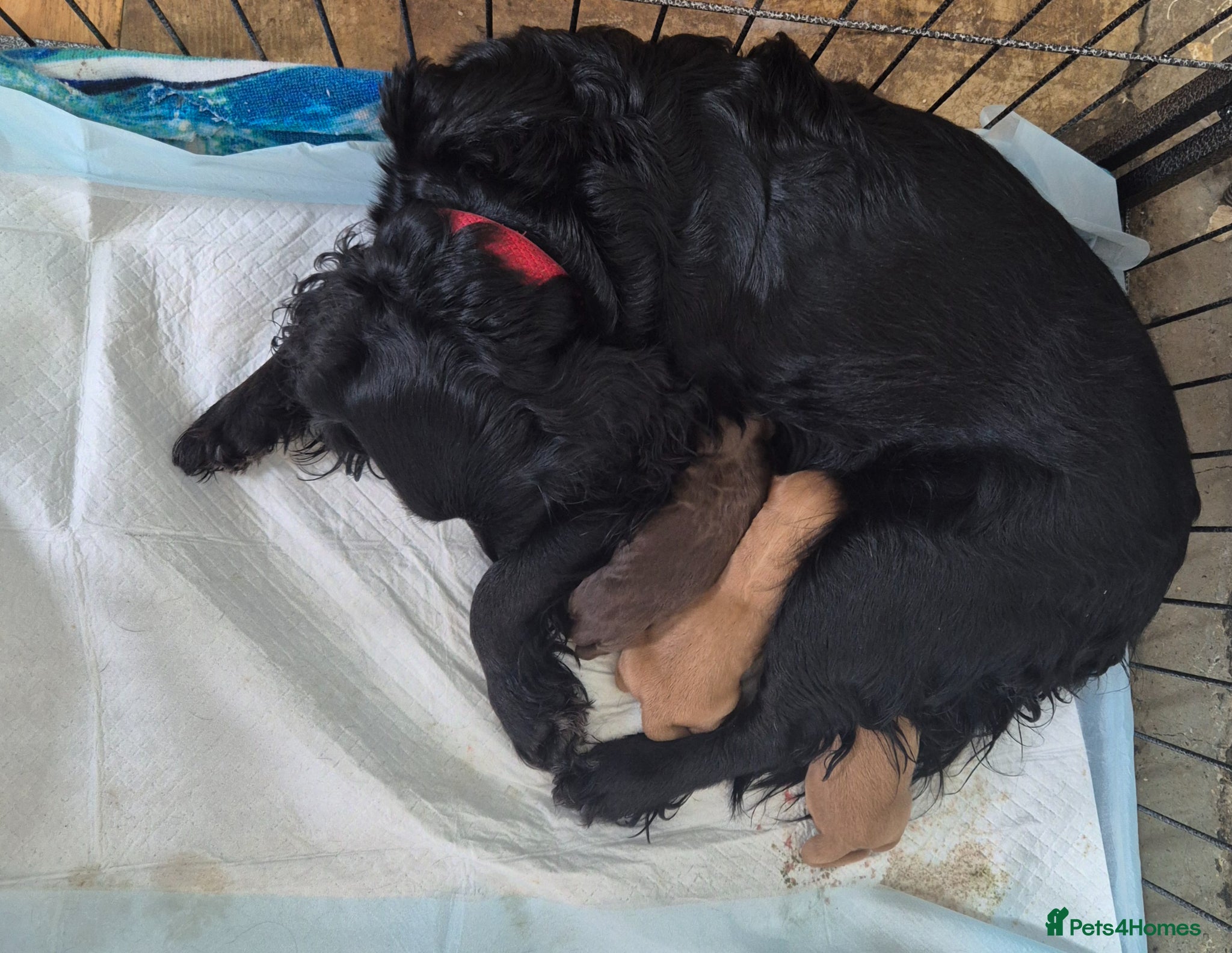 Cocker Spaniel dogs Gorgeous working cocker spaniel boys  - Advert 13