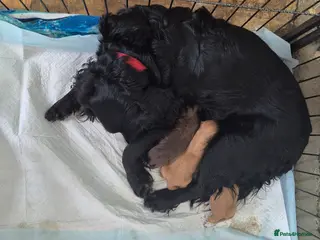 Cocker Spaniel dogs Gorgeous working cocker spaniel boys - Advert 13