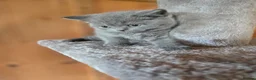 British Shorthair cats for sale: ❤️British Shorthair kittens❤️ - Advert 18