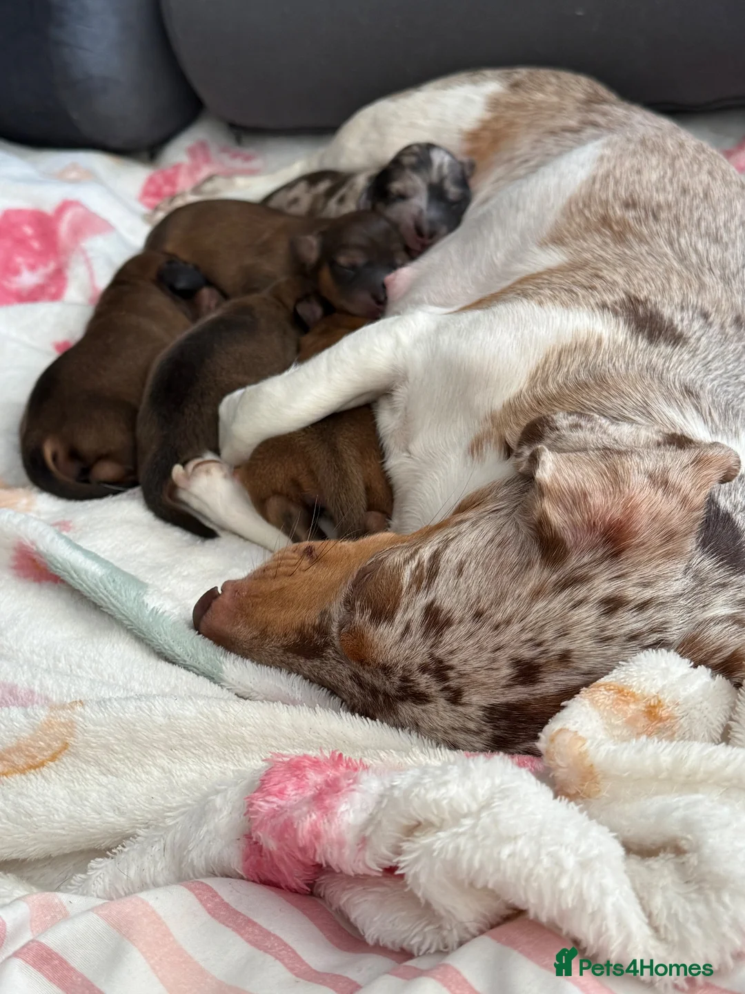 Miniature Dachshund dogs for sale: 5 beautiful miniature dachshund  - Advert 2