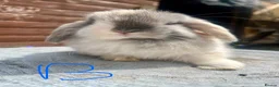 Mini Lop rabbits for sale: Stunning litter of mini lops  - Advert 9