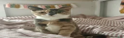 Mixed Breed cats for sale: Astrid  in Birmingham - Advert 2