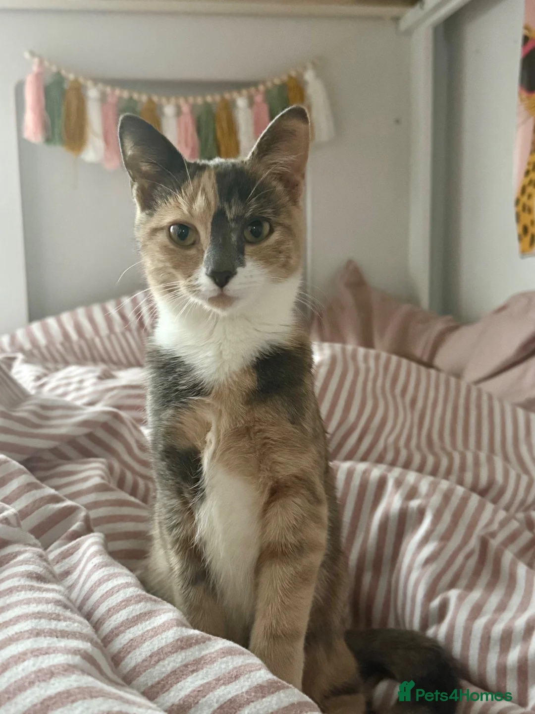 Mixed Breed cats for sale: Astrid  in Birmingham - Advert 2