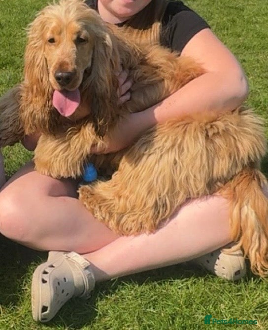 Cocker Spaniel dogs KC Male Show Cocker Spaniel - Advert 18