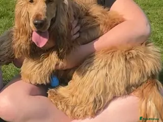 Cocker Spaniel dogs KC Male Show Cocker Spaniel - Advert 18