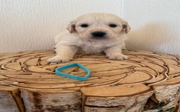 Golden Retriever dogs for sale: Golden retriever puppys - Advert 6