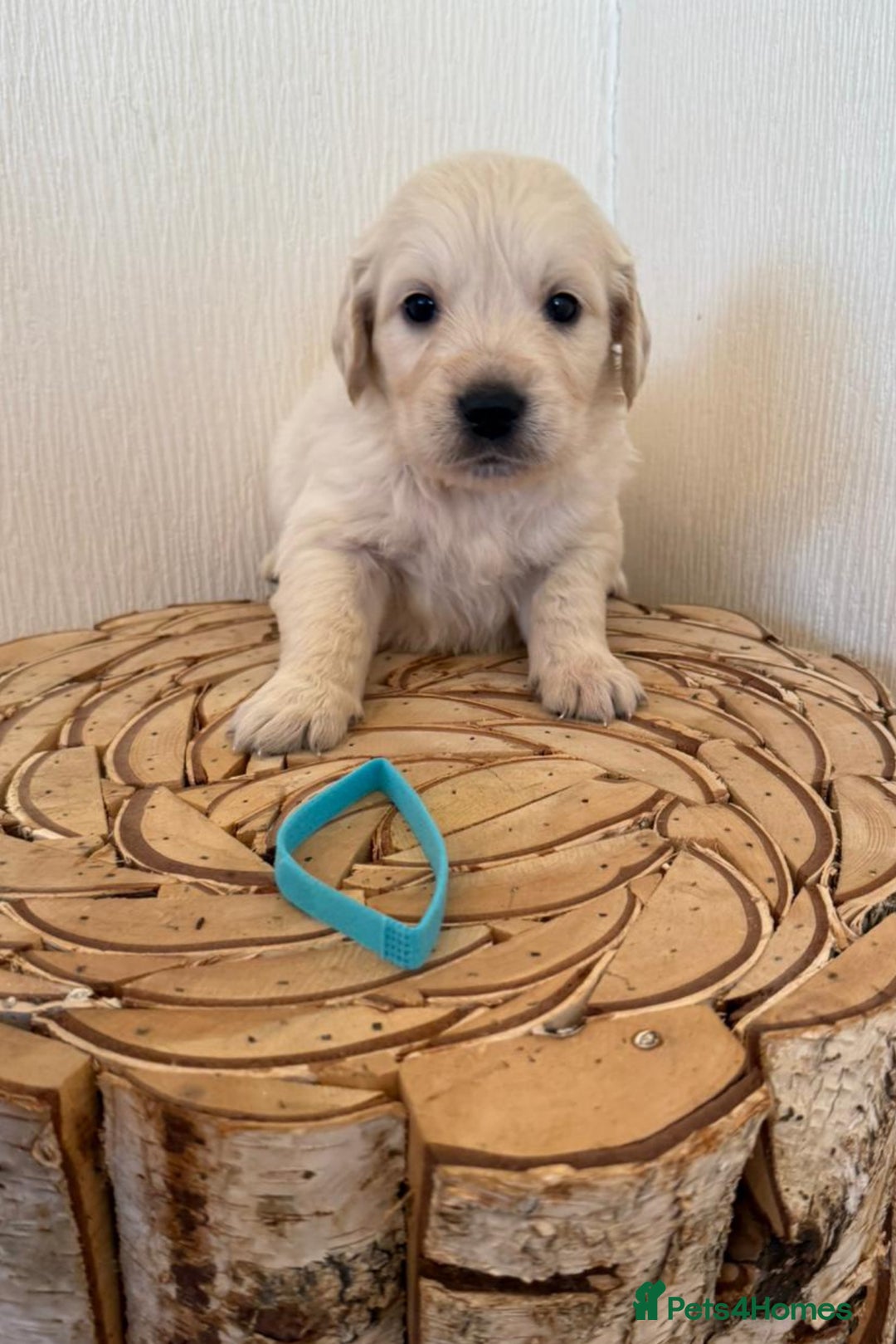 Golden Retriever dogs for sale: Golden retriever puppys - Advert 6