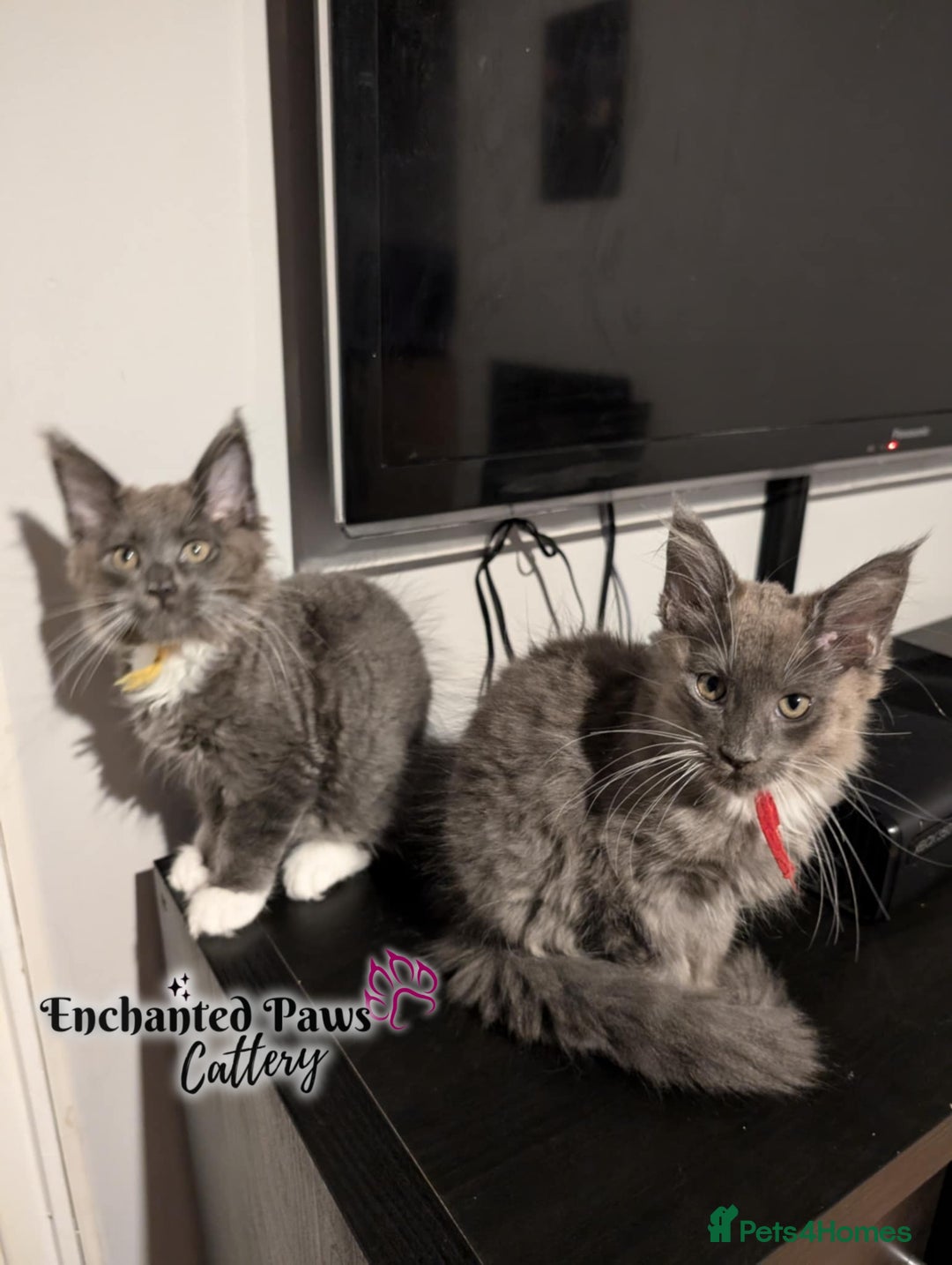 Maine Coon cats for sale: Ready now! 1 boy TICA Registered  - Image 19