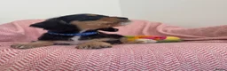 Cavalier King Charles Spaniel dogs for sale: Schnauzerlier,(cavalier x schnauzer)  - Advert 7