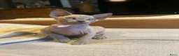 Sphynx cats for sale: Amazing Sphynx & Elf Kittens  - Advert 16