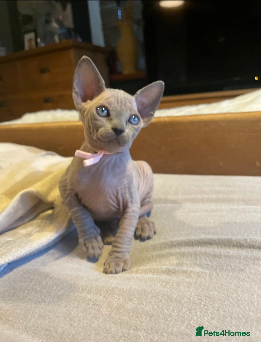 Sphynx cats for sale: Amazing Sphynx & Elf Kittens  - Advert 16