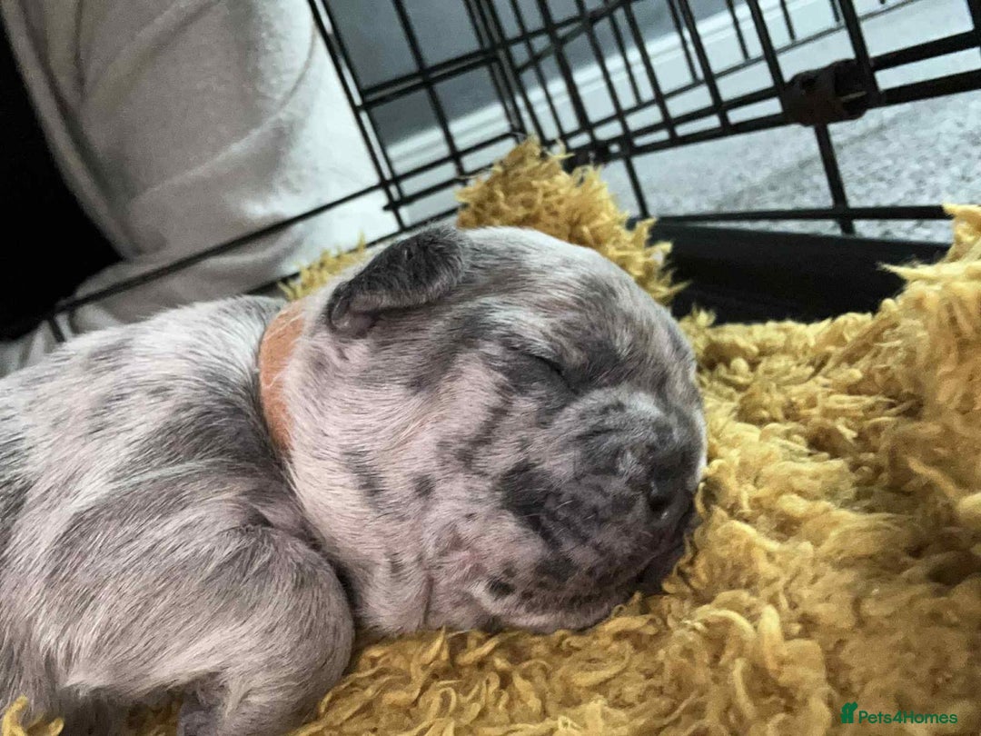 French Bulldog dogs for sale: Lilac Merle and Cream ghost Merle  in Stoke-on-Trent - Image 25
