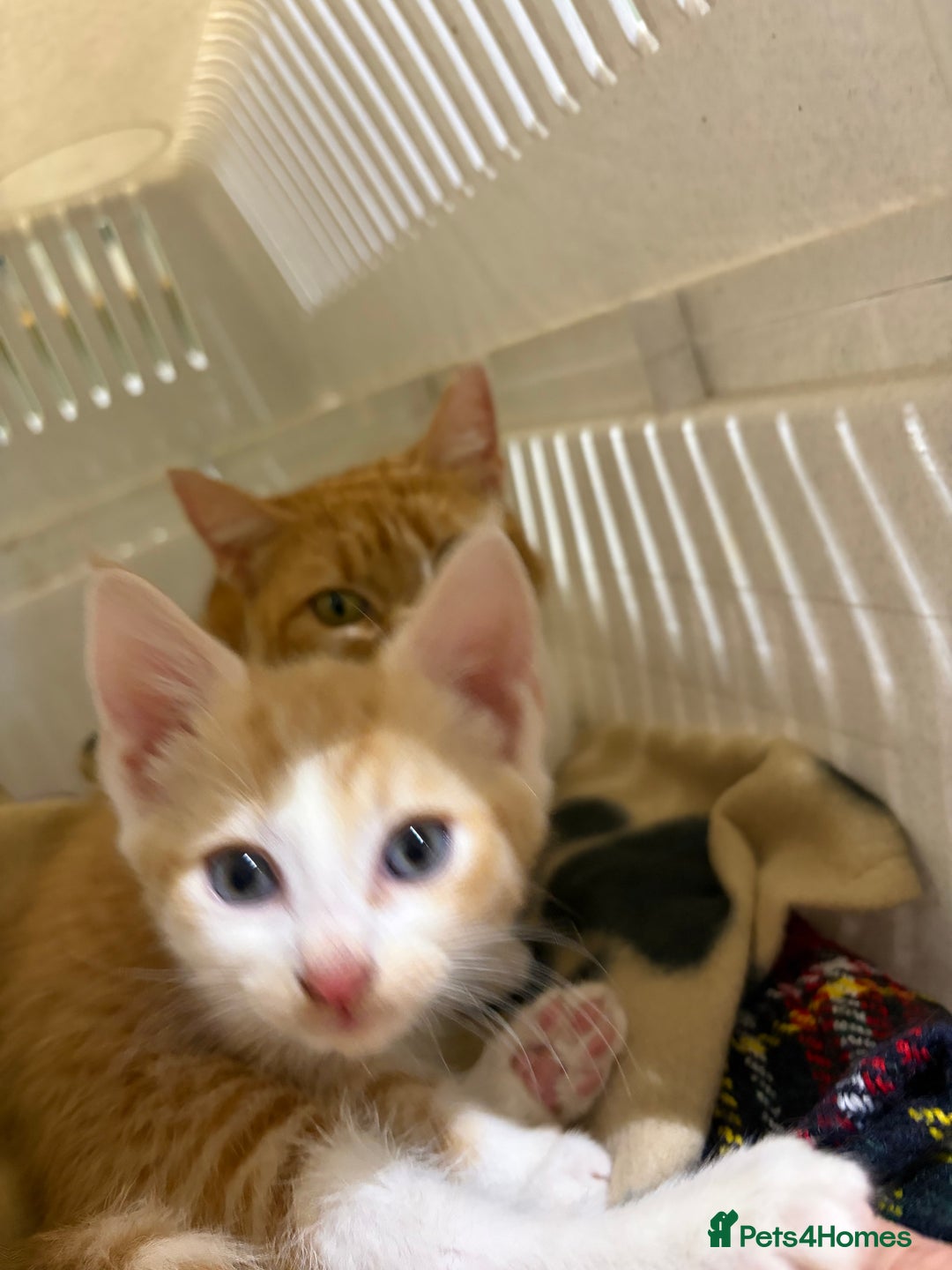 Mixed Breed cats for sale: 3 ginger and white kittens  - Advert 15