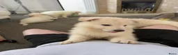 White Swiss Shepherd dogs for sale: 🐾 Swiss White Shepherd Puppies reduced 🐾 - Advert 9