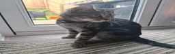 Mixed Breed cats for sale: 2 black kittens are looking for forever home - Advert 6
