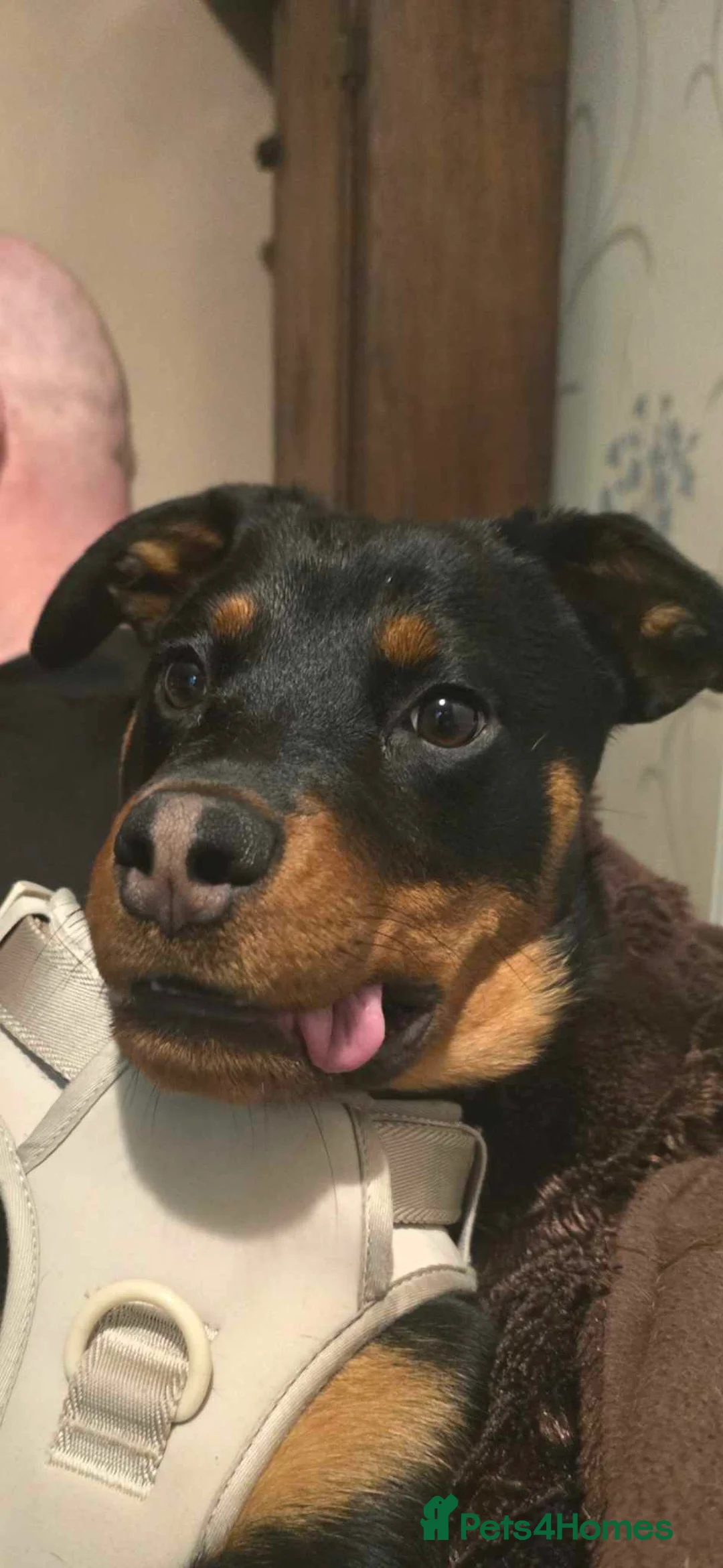 Rottweiler dogs for sale: Juno in need of a home - Advert 6