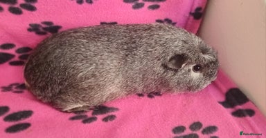 Guinea Pig rodents - Advert 5