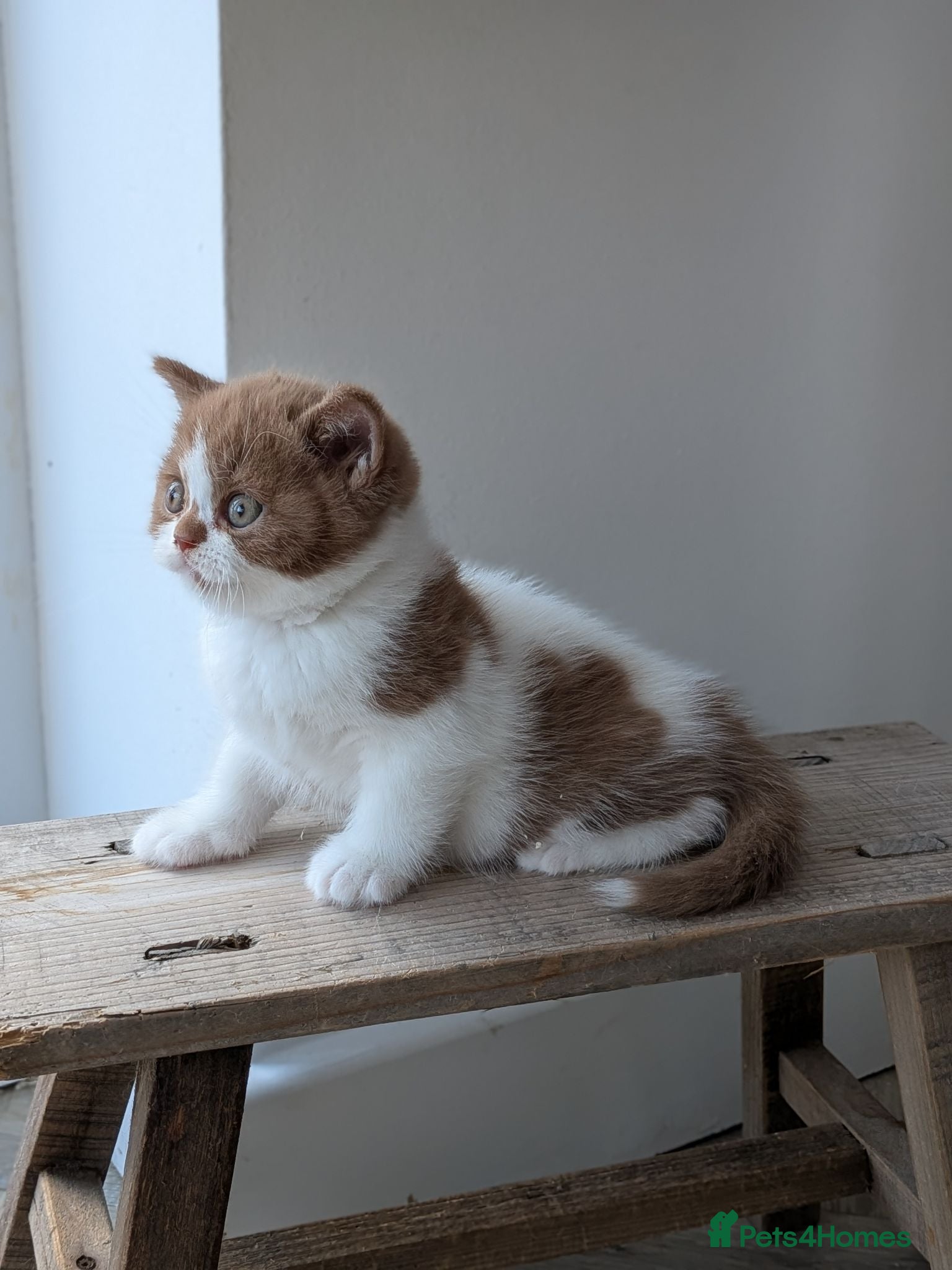 British Shorthair cats GCCF British Shorthair kittens  - Advert 9