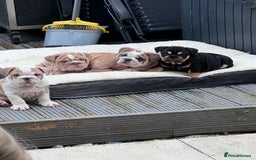 English Bulldog dogs for stud: Red Bulldog Stud - Image 16