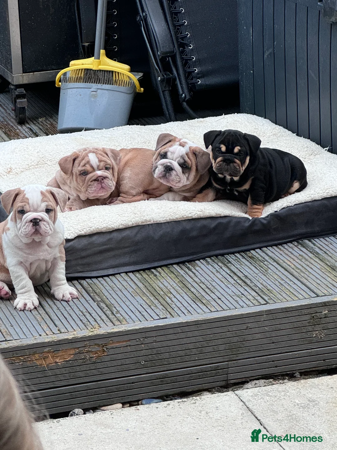 English Bulldog dogs for stud: Red Bulldog Stud - Advert 16