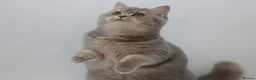 British Shorthair cats for sale: Retired Blue golden female British shorthair  - Advert 5