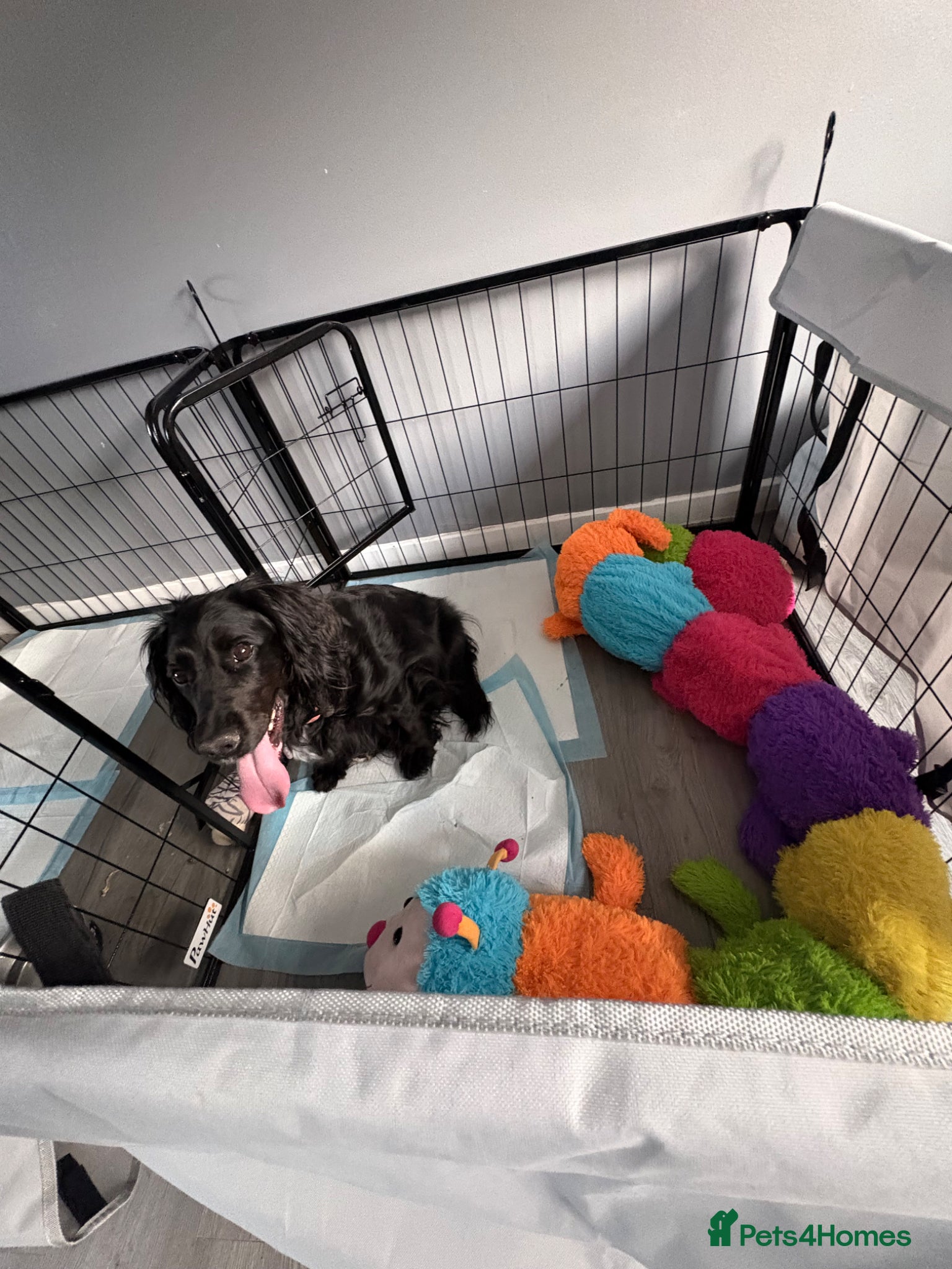 Cockapoo dogs Puppies born! - Advert 12