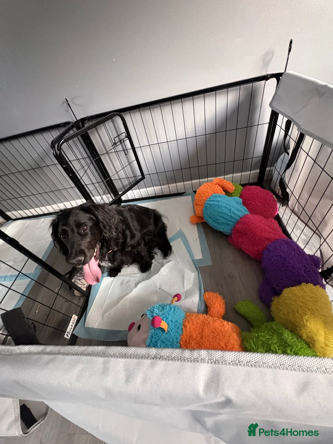 Cockapoo dogs for sale: Puppies born! - Advert 1