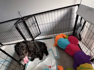 Cockapoo dogs Puppies born! - Advert 1