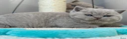 British Shorthair cats for sale: Lovely lilac British shorthair kittens. - Advert 2