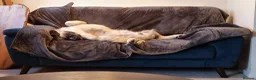 Mixed Breed dogs for adoption: 🐾Tuke  - Advert 13