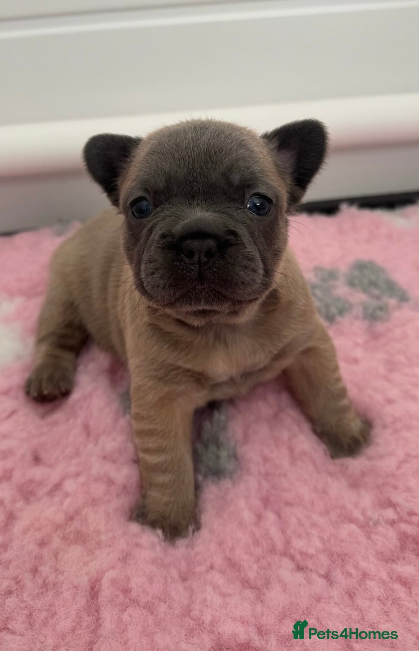French Bulldog dogs for sale: Last Girl Remaining 🐶  KC Registered ! - Advert 24