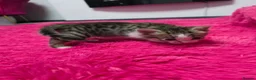 Mixed Breed cats for sale: Beautifull kittens ready to go  - Advert 8