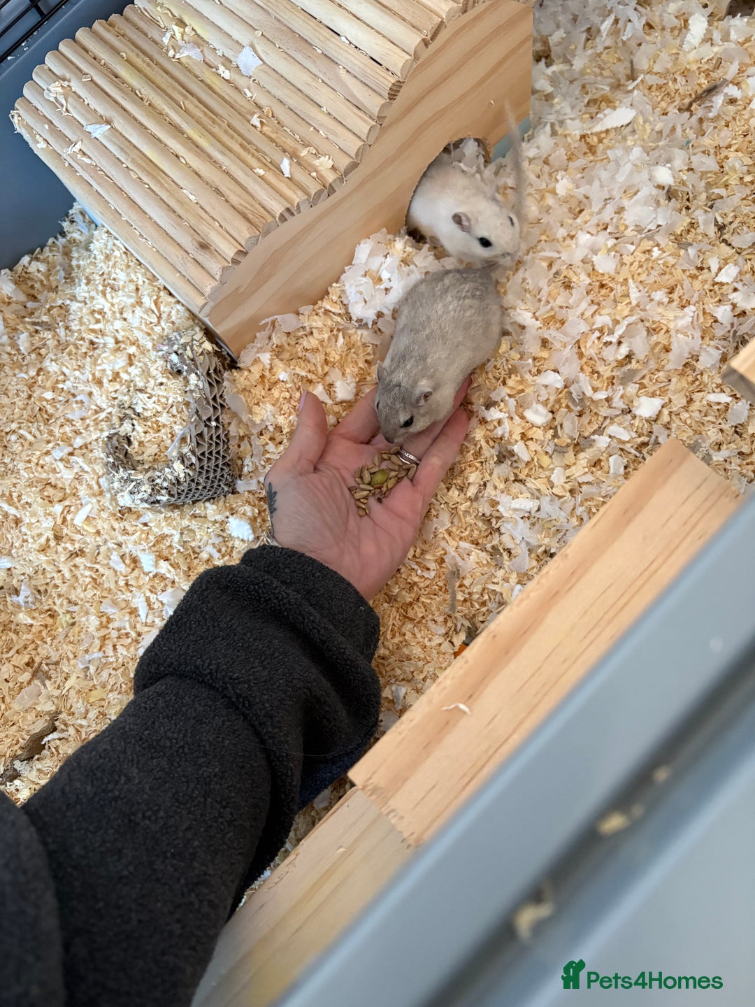 Gerbil rodents for sale: 2 boy gerbils, large home plus food. - Advert 3