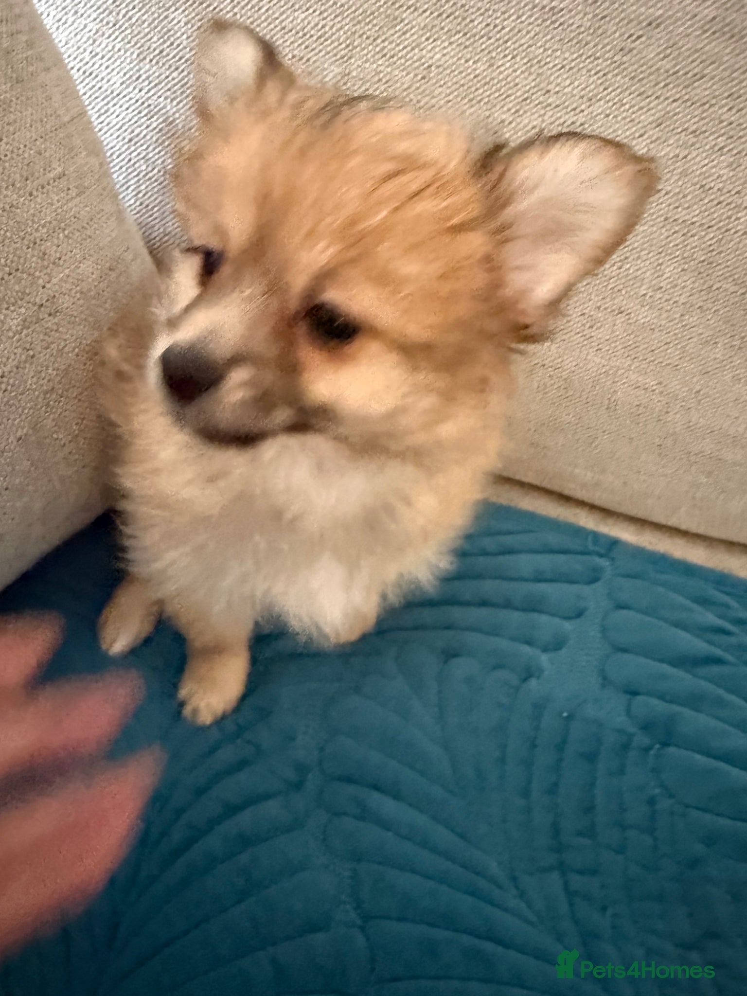 Mixed Breed dogs RARE-Shirarian champion lines Health checked  - Advert 2