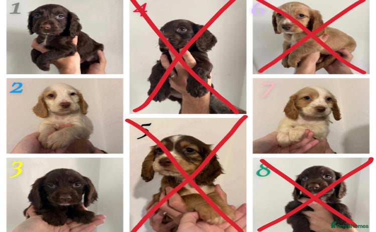 Sprocker dogs - Advert 1