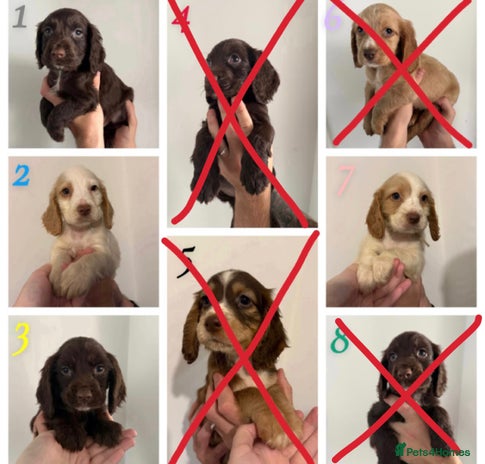 Sprocker dogs - Advert 1