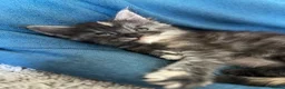 Maine Coon cats for sale: Beautiful Maine Coon kittens - Advert 16